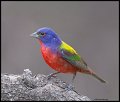 _3SB3568 painted bunting